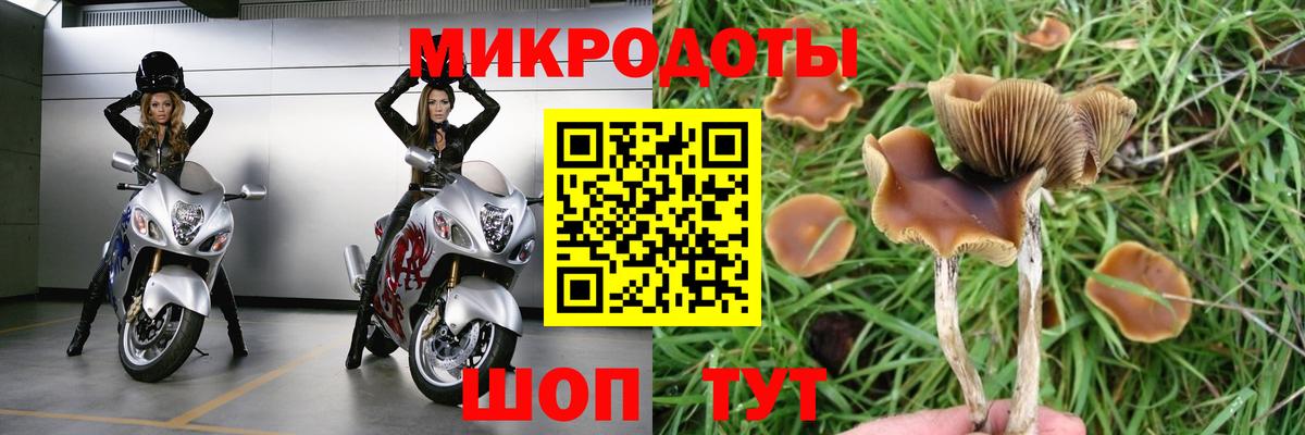 Псилоцибиновые грибы мицелий Серпухов